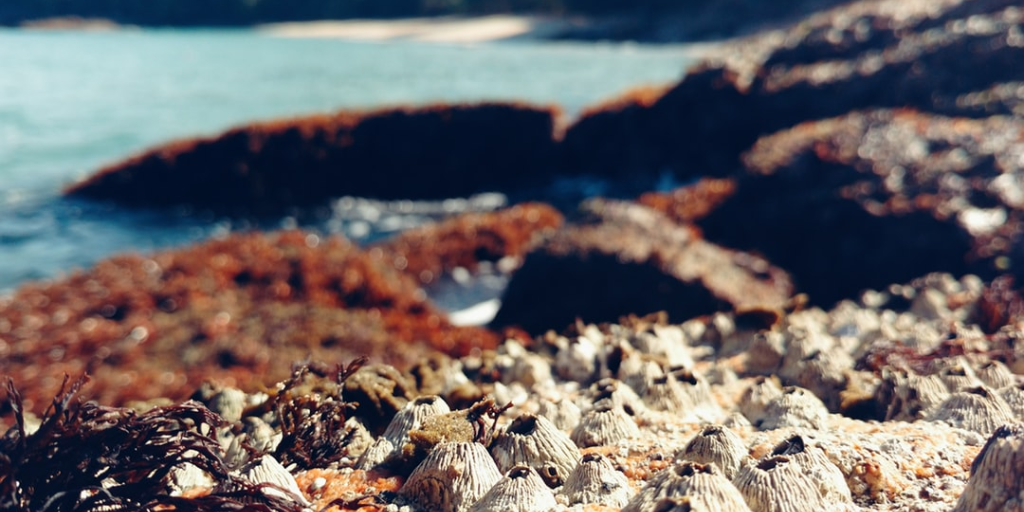 What’s Barnacle SEO & Why It Matters